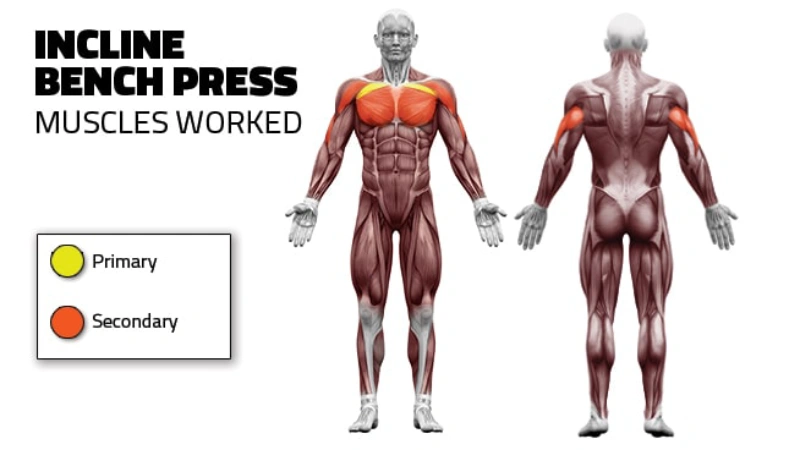 Incline Machine Press Target Specific Muscle Groups