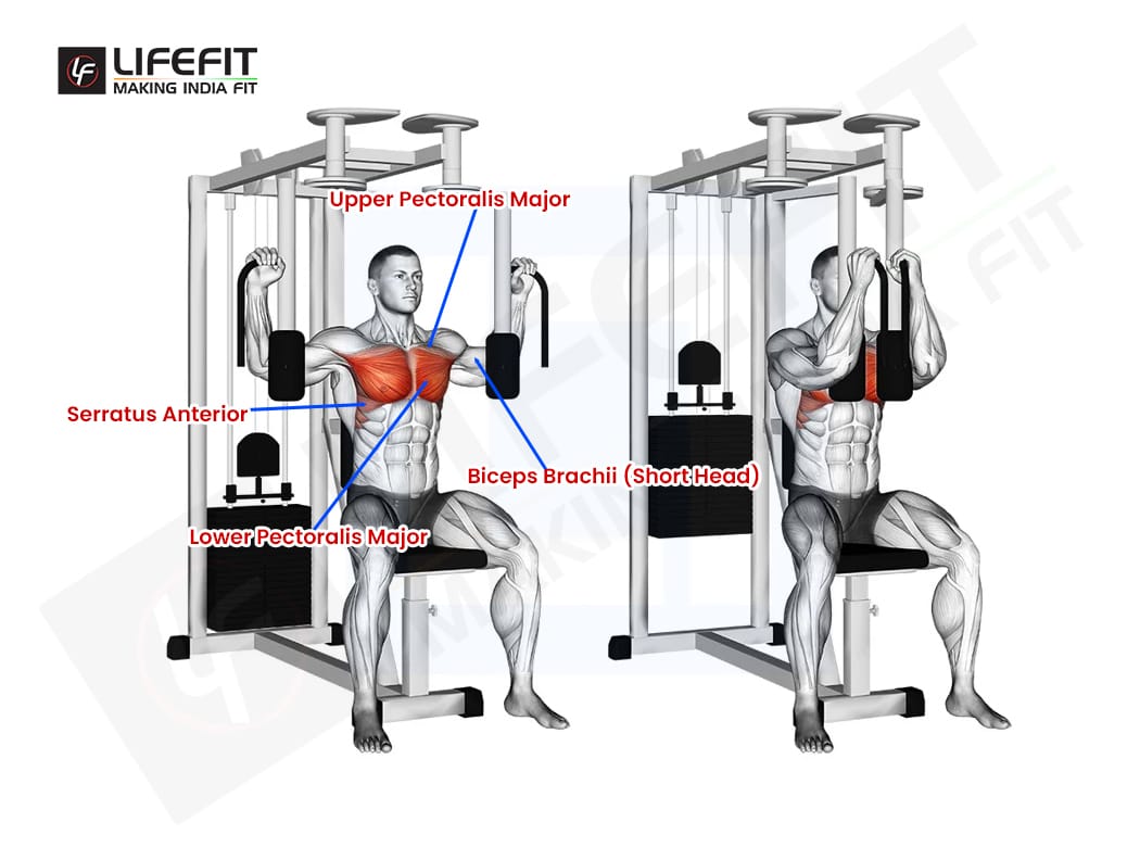 Pec Deck Fly Muscles Worked Form Benefits Mistakes