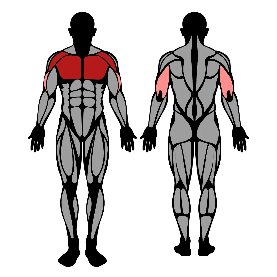 Illustration image of exercise ball dumbbell press muscle work.