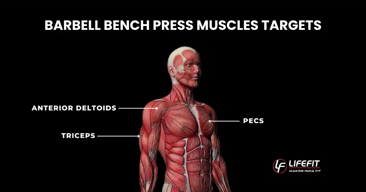 Anatomical illustration showing the muscles targeted by the barbell bench press, specifically highlighting the Pecs (chest), Anterior Deltoids (front shoulders), and Triceps (back of arms) on an upper body model. The text 