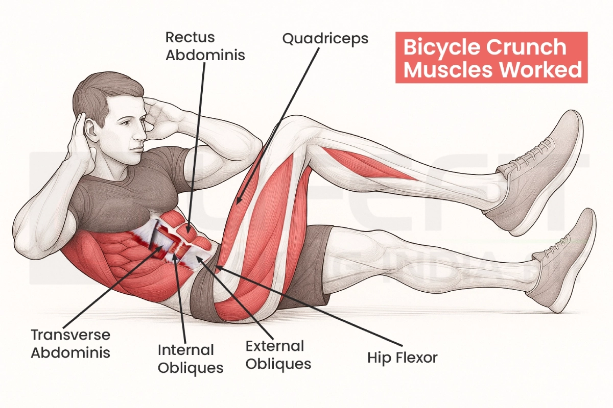 Anatomical illustration showing the muscles worked during the bicycle crunch exercise. Labels point to the rectus abdominis, internal and external obliques, transverse abdominis, hip flexors, and quadriceps.