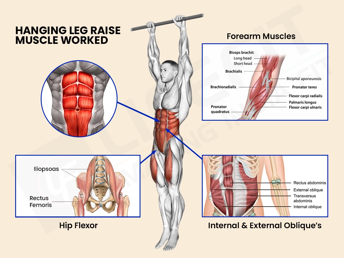 Anatomical infographic illustrating the muscles worked in the hanging leg raise, with detailed diagrams of the rectus abdominis (abs), obliques, hip flexors, and forearm muscles.