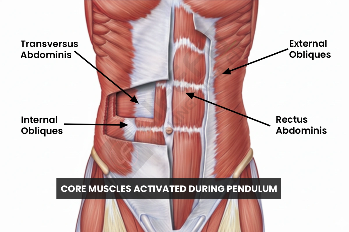 Core muscles activated during the Abdominal Pendulum Exercise showing transversus abdominis, obliques, and rectus abdominis &ndash; Life Fit India.