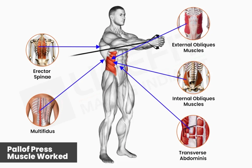 Anatomical diagram showing the primary muscles worked by the Pallof Press, highlighting the internal and external obliques, transverse abdominis, erector spinae, and multifidus.